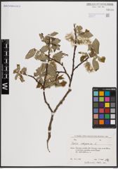 Foto von Salix caprea L.